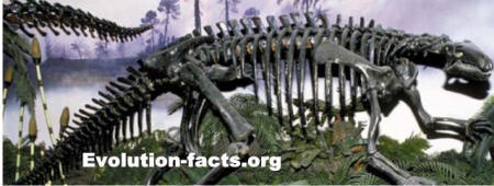 Evolution Facts